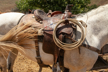 Ranch Cowboy Horse Riding & Livestock
