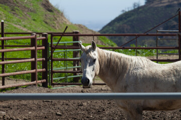 Obraz premium Ranch Cowboy Horse Riding & Livestock