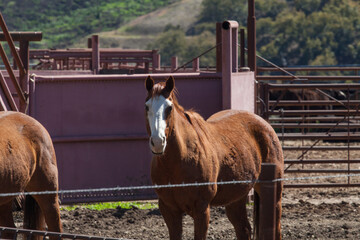Ranch Cowboy Horse Riding & Livestock