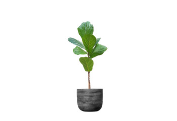 teak plant in a pot on a white background