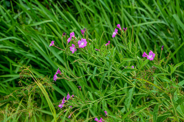 Pink flower of hoary or smallflower hairy willowher plant, Epilobium parviflorum