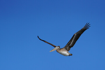 Brown Pelican in Flight against a Clear Blue Sky - 517989416