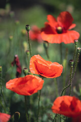 photography meadow flowers red poppies
