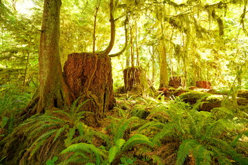 Temperate Rainforest, Olympic National Park, Washington, USA - 517989898