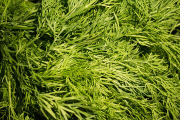 a lot of fresh green fennel leaves