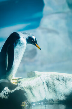 Portrait Of Cute Penguin Standing On Shore Before Jumping Into Icy Water