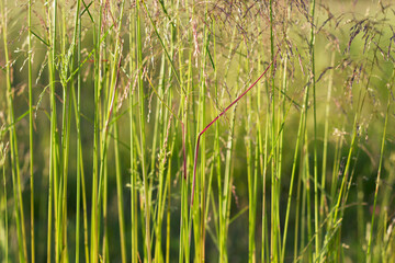 wild grasses in summer meadow as a natural background
