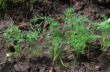 A bed of young dill growing rarely.