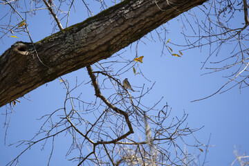 Curious Yellow-Rumped Warbler