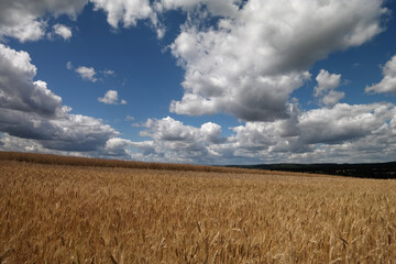 Letnie zboże z chmurami.