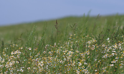 Kwiecista łąka. © Adam Sadlak