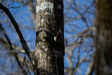 Golden-Crowned Kinglet