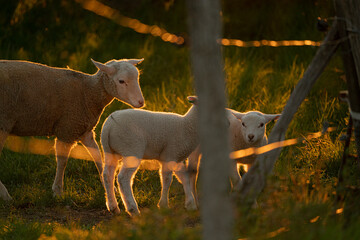 Fototapeta na wymiar Sheep and lambs at sundown