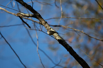 Majestic Golden-Crowned Kinglet