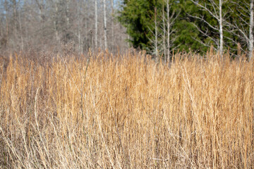 Overgrown Meadow