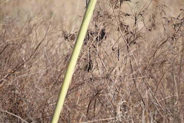 Song Sparrow Staring Out