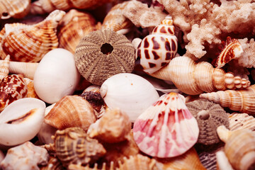 a lot of seashells diverse form on background