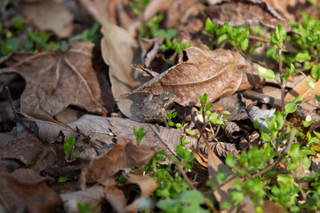 Northern Cricket Frog