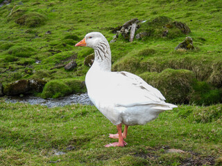 Obraz premium White goose with blue eyes in the Faroe Islands