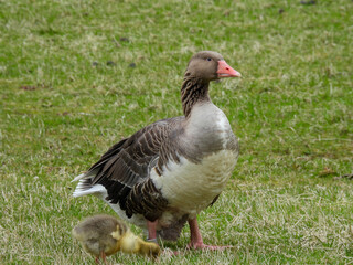 Fototapeta na wymiar Brown goose with gosling in the Faroe Islands