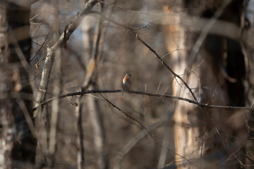 Curious Eastern Bluebird