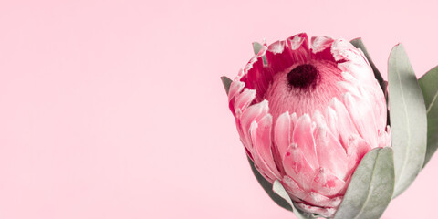 Protea flower bunch. Blooming pink protea plant on pink background. Beautiful macro flower. 