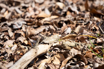 Red-Banded Hairstreak Butterfly on the Ground