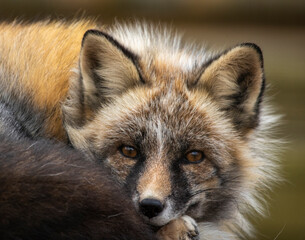 fox facing camera