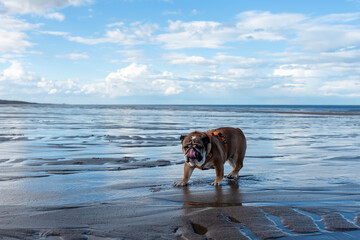 Red English British Bulldog walking on seaside in sunny summer day