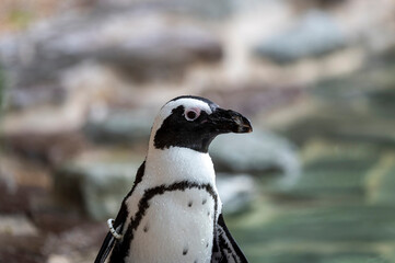 Pinguin