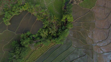 green ivy on the wall