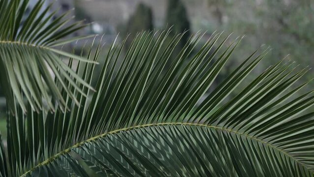 Churches and rooftops of Pollenca town from elevated position, Pollenca, Majorca, Balearic Islands