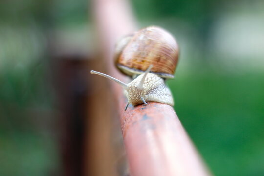 Big snail on a metal pipe