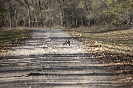 Common Raccoon Crossing the Road