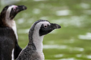 Pinguin