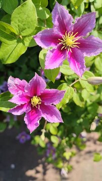 Beautiful purple clematis flower moving slowly in the wind.
