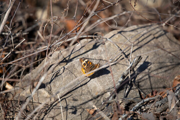 Buckeye Butterfly on a Rock