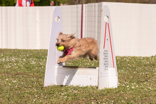 berger des pyr&eacute;n&eacute;es en flyball