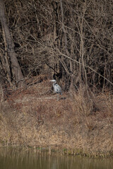 Great Blue Heron