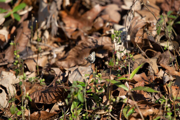 Common White Skipper