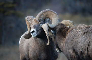 Two big horn rocky mountain ram sheep head butting  - obrazy, fototapety, plakaty