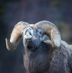 Head shot of a bighorn ram with head tilted back