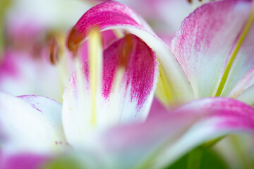 lilies growing in a garden.  Healthy beautiful pink and white flower. 