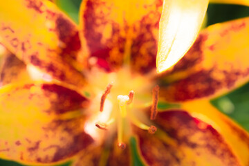 Beautiful lily background.  High quality image with shallow depth of field.  Stunning wallpaper or backdrop.