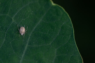 aphid on nasturtium leaf