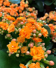 orange kalanchoe blossfeldiana