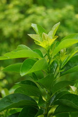 Green young avocado (Persea americana, avocado pear, alligator pear) leaves in the nature background