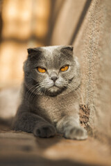 Beautiful Grey Scottish-fold shorthair fluffy cat with orange eyes chilling comfortably on the floor in sunny day. Warm picture toning. Pets care. World cat day. Image for websites about cats..