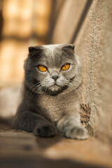 Beautiful Grey Scottish-fold shorthair fluffy cat with orange eyes chilling comfortably on the floor in sunny day. Warm picture toning. Pets care. World cat day. Image for websites about cats..