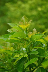 Green young avocado (Persea americana, avocado pear, alligator pear) leaves in the nature background